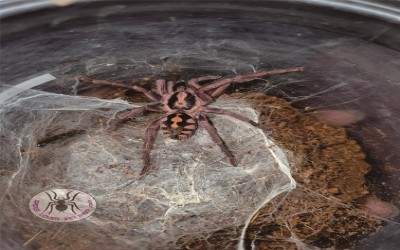 Hapalopus sp. columbien gross  male tarantula